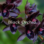 Black Orchid & Lily Liquid Handwash (500 ml)
