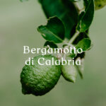 Bergamotto di Calabria Liquid Handwash (500 ml)
